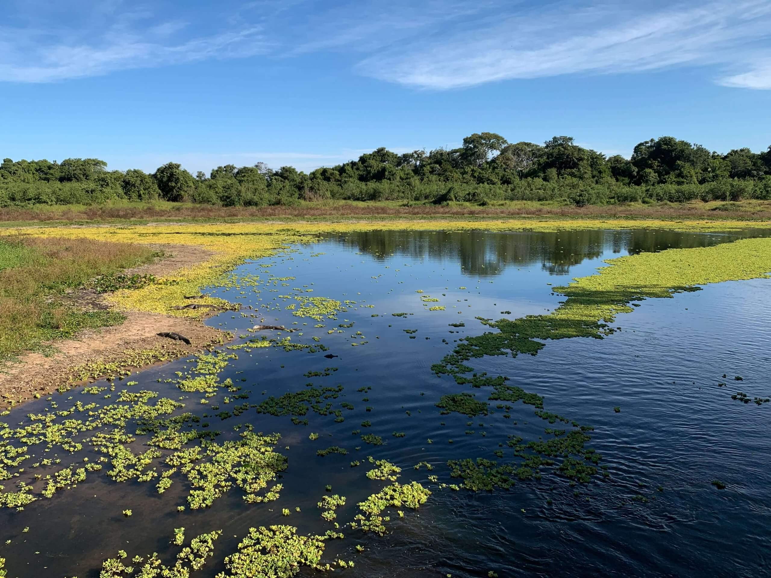 Pantanal Miranda
