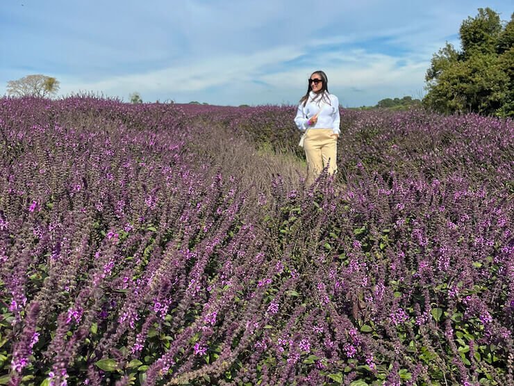 Lavandário Vale dos Sonhos PR