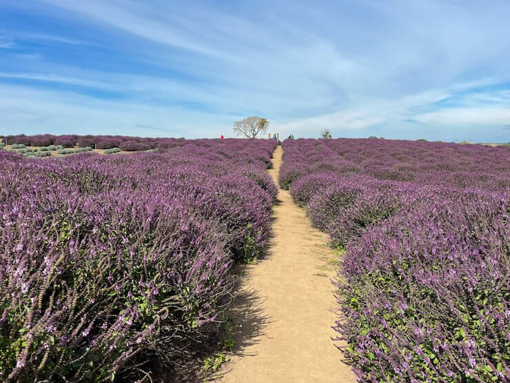 Bate-volta de Curitiba Witmarsum