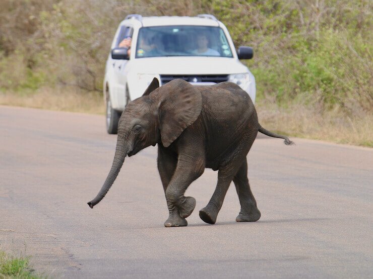 Kruger National Park
