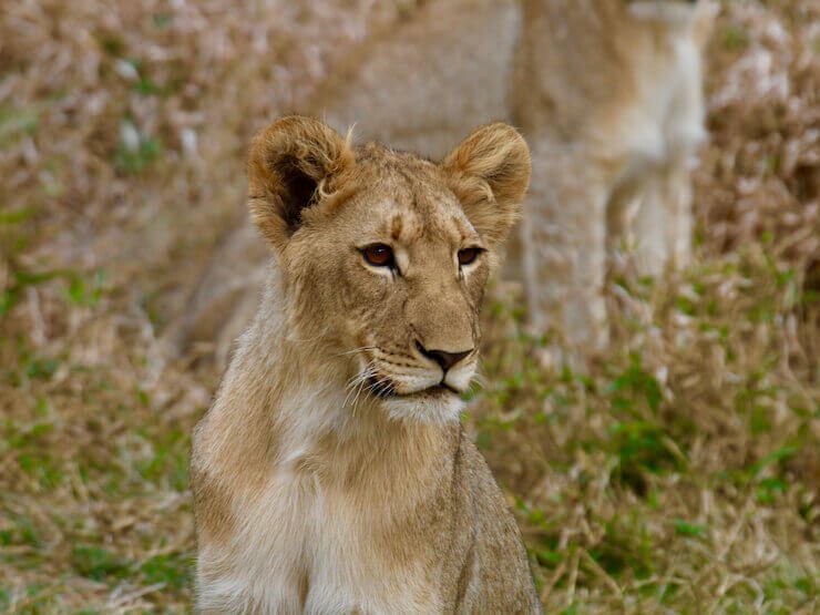 Little Africa Safari Lodge