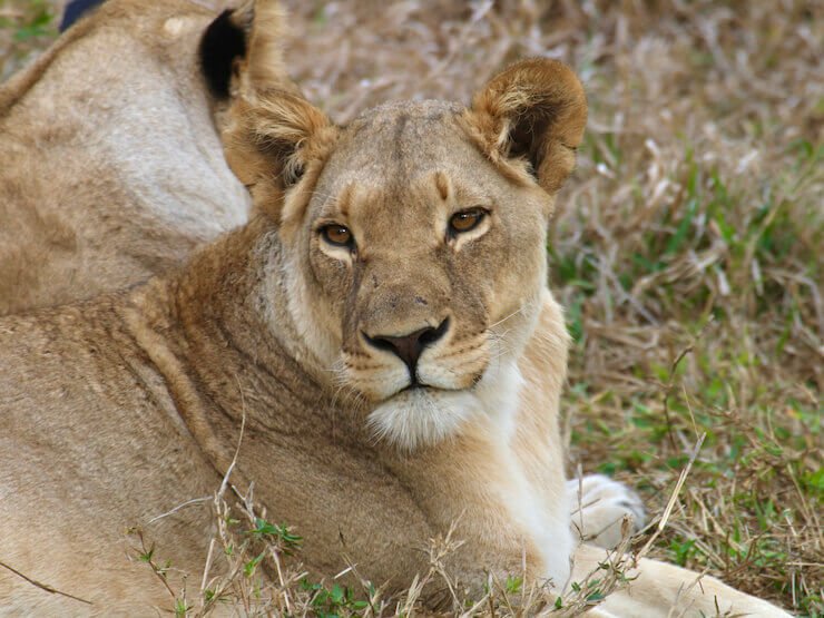 Lion Kruger Africa