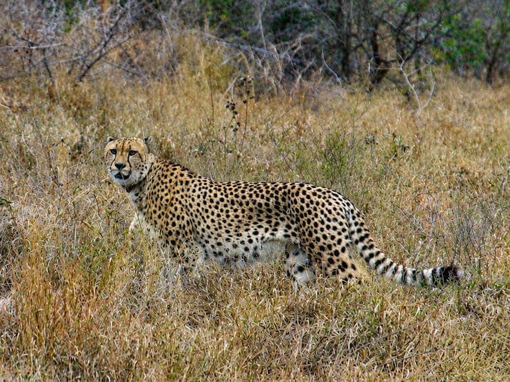 Cheetah Guepardo Africa