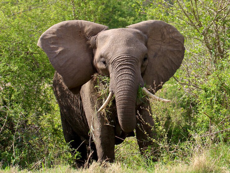 Elefante Africa