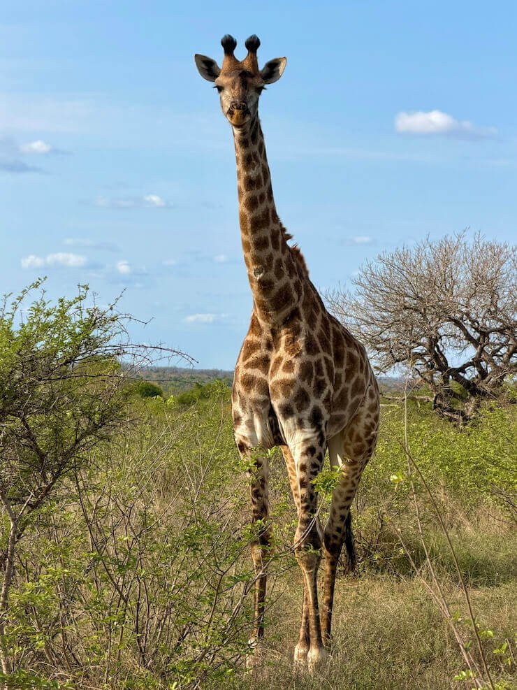 Girafa Africa do Sul