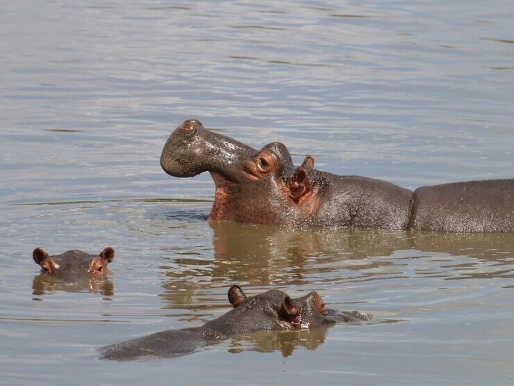 Hippo Africa do Sul