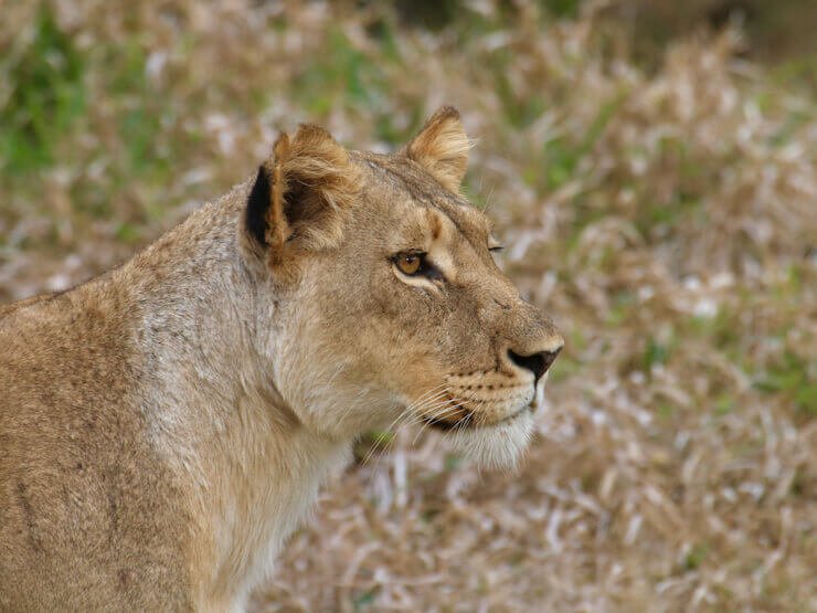 Lion Little Africa