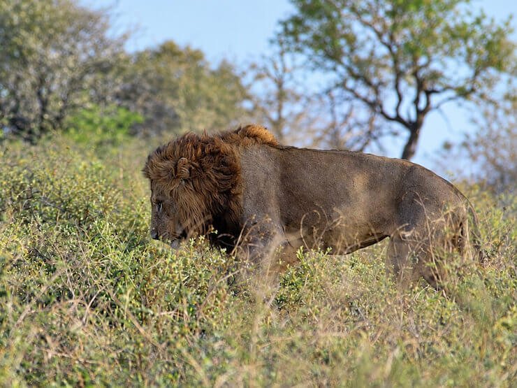 Lion Kruger