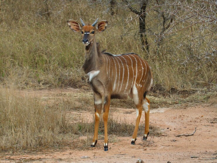 Nyala Africa