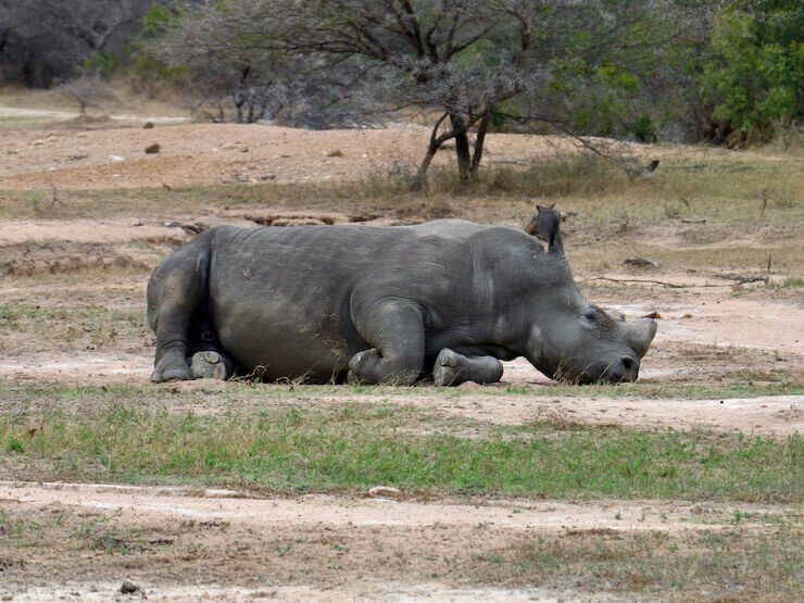 Rhino Kruger Africa