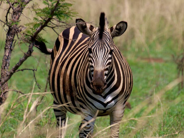 Zebra