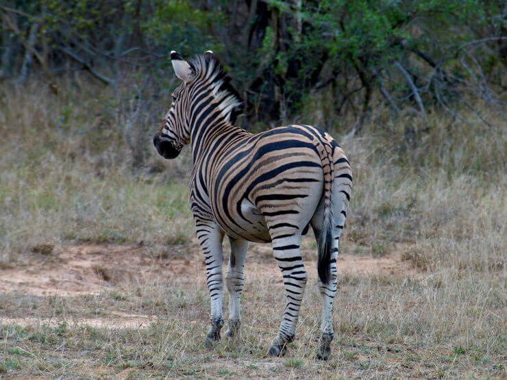 Zebra Kruger